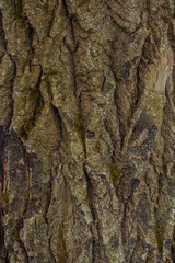 Willow tree bark