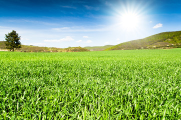 green field and blue sky