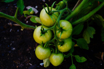 Grüne Tomaten 