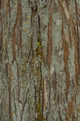 Willow tree bark