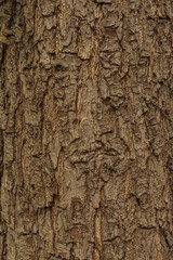 Pear tree bark