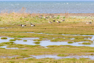 Obraz na płótnie Canvas Greylag goose (Anser anser)
