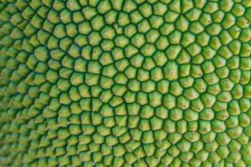 texture jackfruit peel have thorn