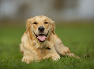 Golden retriever dog on sunny day