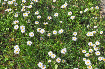 Daisy flower © Silvia Crisman