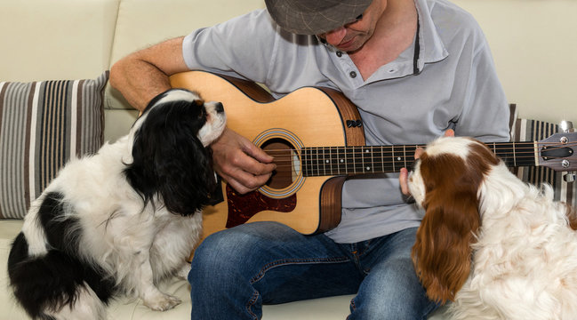 Guitariste et chiens
