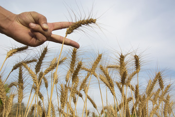 Wheat Stalks