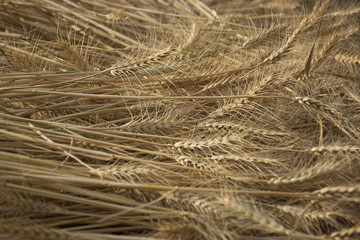 Wheat Stalks