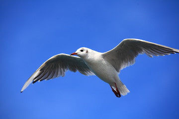 Vogelflug