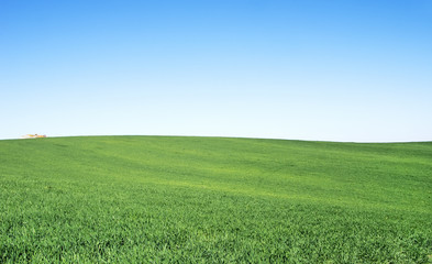 Obraz premium wheat field at Alentejo region,Portugal