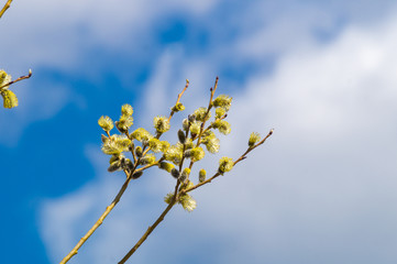 распустившаяся почка на ветке