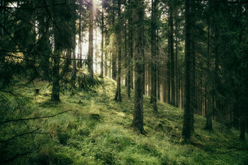 Fototapeta premium Wald mit Blick zur Lichtung
