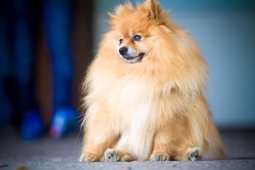 Small dog breed spitz