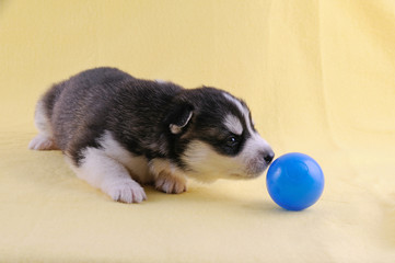 Husky Welpe