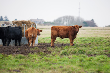Cows Grazing On Farm