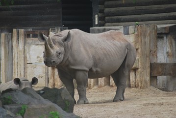 Naklejka premium Narshorn im Zoo