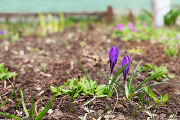 Two purple crocuses