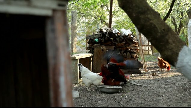 Rooster copulating with hen
