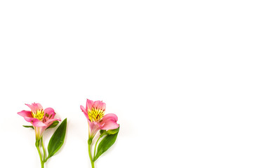 Colorful flower on white background