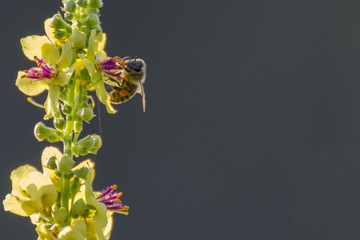 dark mullein with a honey bee