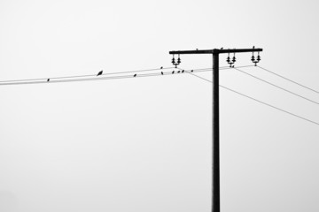 some birds on a overhead powerline