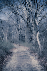 Toned Image, Path through the Woods