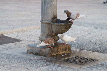 Piccioni assetati