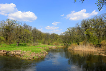 Fototapeta na wymiar River in forest at a spring time