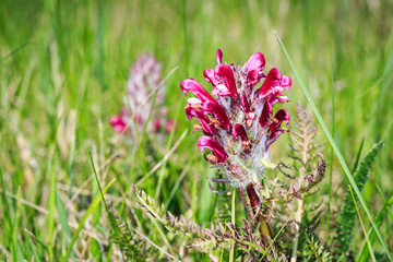 wild flower blooming in green grass