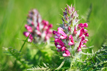 nice small wild flower