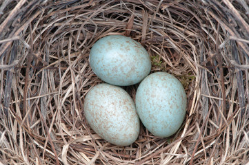 Naklejka na ściany i meble bird's nest with three eggs inside