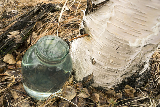 Birch sfh drips into the jar .