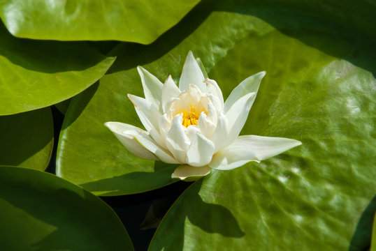 A white water lily in a pond.