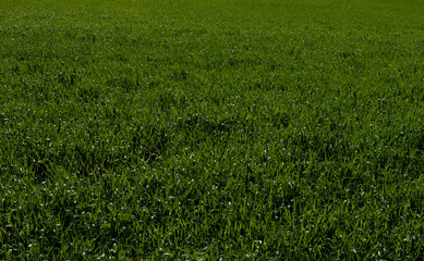 spring the growing young wheat, sunny spring day