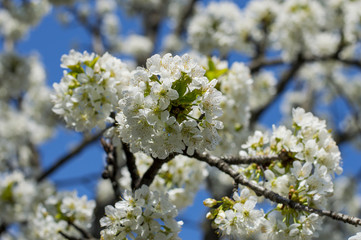 the blossoming branches of a fruit tree, spring blossoming time