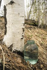 Obraz premium Birch sap dripping into the jar.