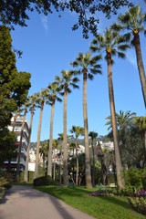 Palmenreihe in Nizza