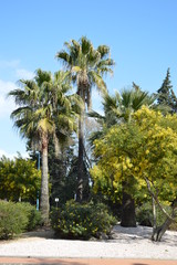 Fototapeta na wymiar mediterrane Pflanzen