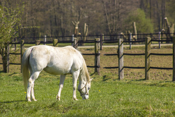 white horse on a spring pasture