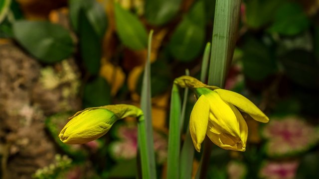 4k time lapse two daffodil flourishing