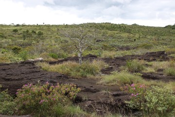 The landscape in the Department of Meta. Colombia