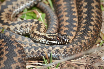 Common European Adder (vipera berus)