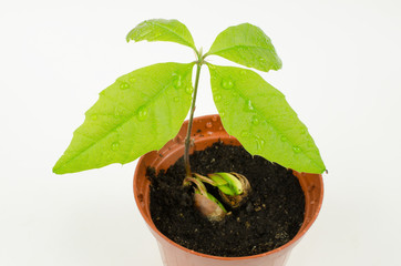 showered seedling, red oak (water drops)
