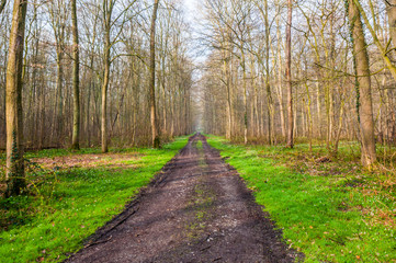 frisches Gras im Wald