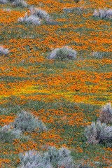 California Poppies -Eschscholzia californica