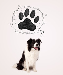 Cute border collie with paw above her head
