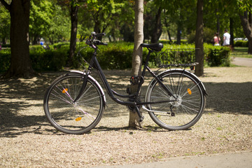 Bicycle locked to tree