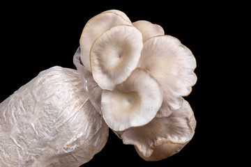 Oyster mushrooms on black background
