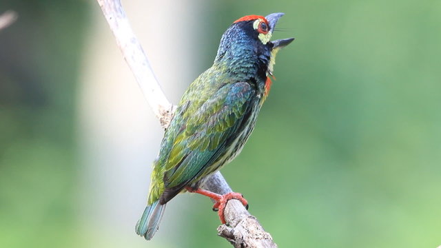 Copper smith  barbet 
