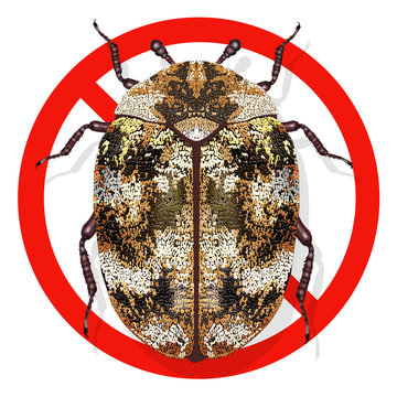 Anthrenus Verbasci, Carpet Beetles